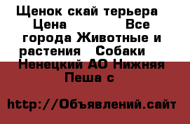 Щенок скай терьера › Цена ­ 20 000 - Все города Животные и растения » Собаки   . Ненецкий АО,Нижняя Пеша с.